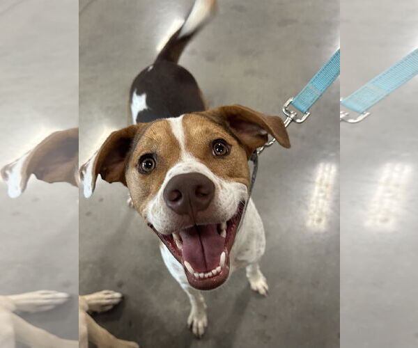Medium Photo #22 Beagle-Unknown Mix Puppy For Sale in Germantown, OH, USA