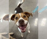 Small #21 Beagle Mix