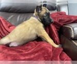 Small Photo #104 Belgian Malinois Puppy For Sale in REESEVILLE, WI, USA