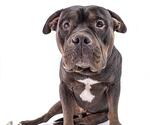 Small #3 American Pit Bull Terrier Mix