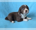 Small #1 Aussiedoodle