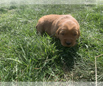 Small #21 Golden Retriever