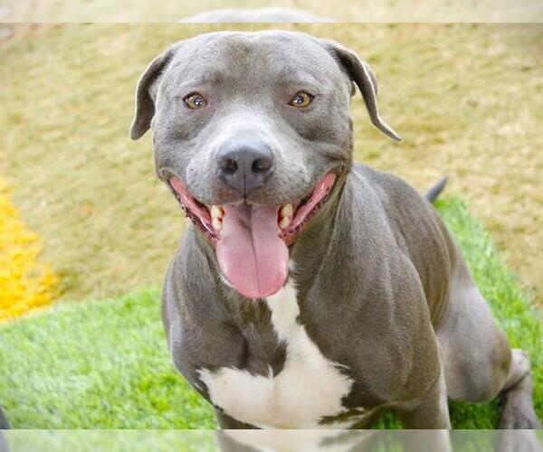 Medium Photo #2 American Bulldog-Unknown Mix Puppy For Sale in Tallahassee, FL, USA