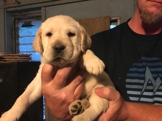Labrador Retriever Puppy for sale in INDIANAPOLIS, IN, USA