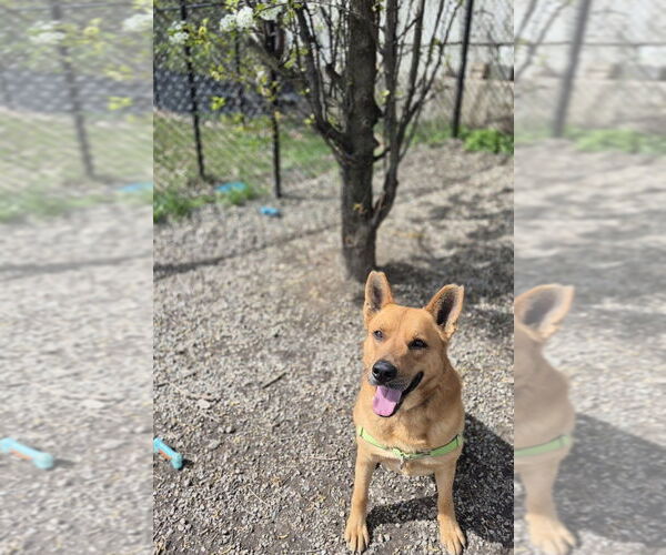 Medium Photo #6 Mutt Puppy For Sale in Elmsford, NY, USA
