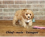 Small #2 Cavapoo