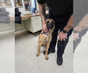 Mutt Dogs for adoption in Imlay City, MI, USA