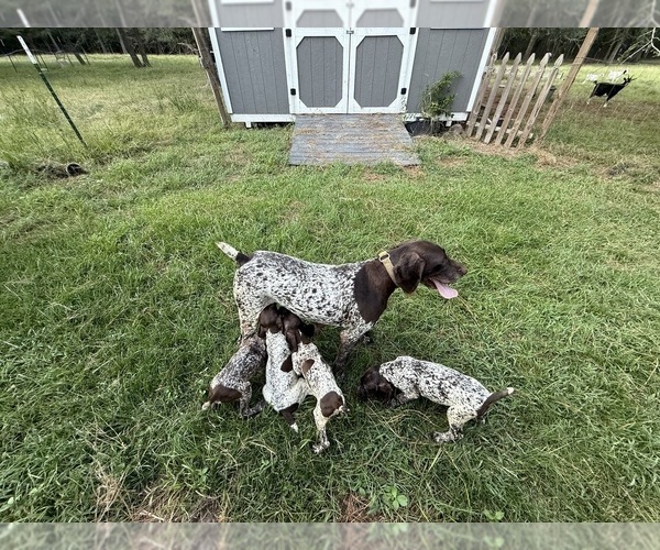 Medium Photo #1 German Shorthaired Pointer Puppy For Sale in WALLER, TX, USA