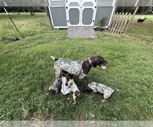 Mother of the German Shorthaired Pointer puppies born on 06/15/2025