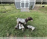 Small Photo #1 German Shorthaired Pointer Puppy For Sale in WALLER, TX, USA
