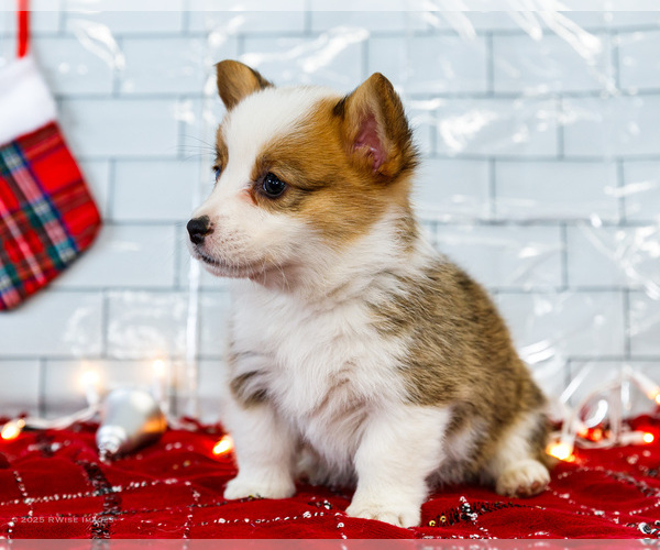 Medium Photo #32 Cardigan Welsh Corgi Puppy For Sale in WAKARUSA, IN, USA