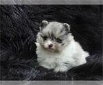 Small #7 Pomeranian