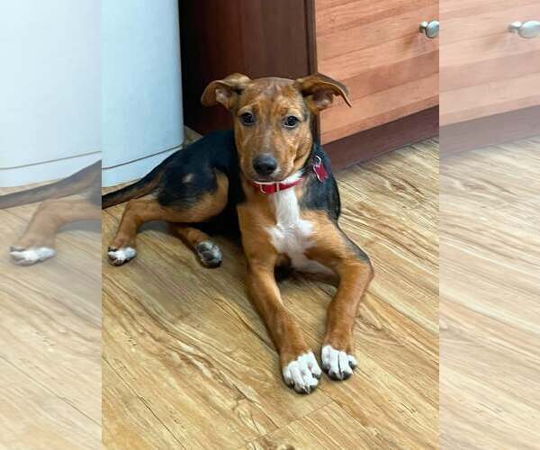 Medium Photo #4 Mutt Puppy For Sale in Mount Laurel, NJ, USA