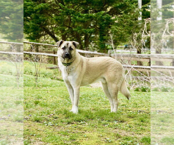 Medium Photo #8 Anatolian Shepherd-Unknown Mix Puppy For Sale in Greenbelt, MD, USA