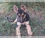 Small #4 German Shepherd Dog