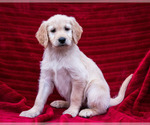 Puppy 6 Goldendoodle-Poodle (Standard) Mix