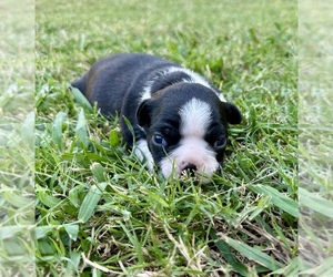 Boston Terrier Puppy for sale in GARFIELD, AR, USA