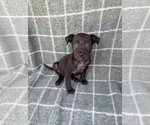 Small #1 Chihuahua Mix