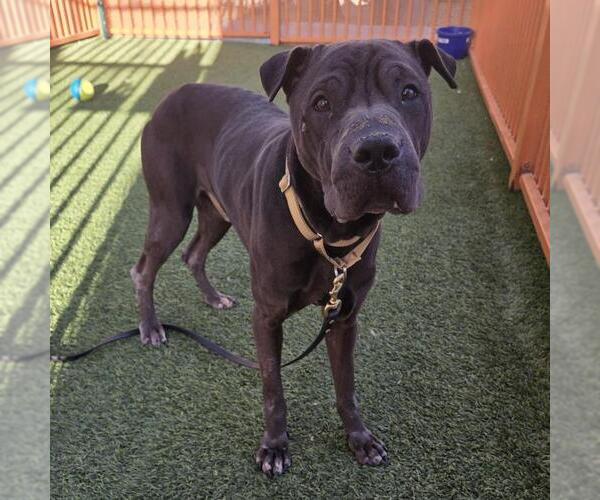 Medium Photo #1 Chinese Shar-Pei-Unknown Mix Puppy For Sale in Las Vegas, NV, USA