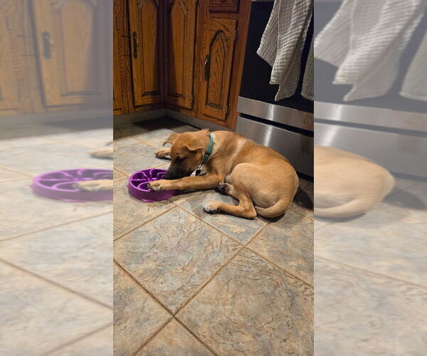 Medium Photo #24 Labrador Retriever-Unknown Mix Puppy For Sale in Brewster, NY, USA