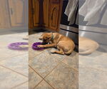 Small #23 Labrador Retriever Mix