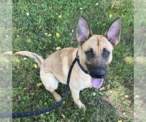 German Shepherd Dog-Unknown Mix Dogs for adoption in Palmetto, FL, USA