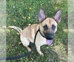 Small German Shepherd Dog Mix