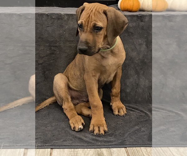 Medium Photo #28 Rhodesian Ridgeback Puppy For Sale in KELLER, TX, USA