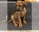 Small Photo #149 Rhodesian Ridgeback Puppy For Sale in KELLER, TX, USA