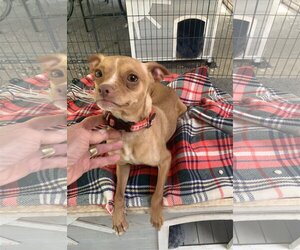 Pharaoh Hound-Unknown Mix Dogs for adoption in Santa Clarita, CA, USA