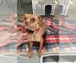 Small Photo #1 Pharaoh Hound-Unknown Mix Puppy For Sale in Santa Clarita, CA, USA