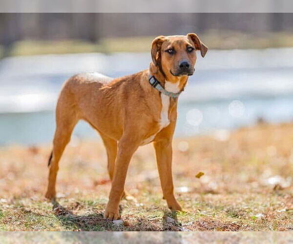 Medium Photo #11 Mutt Puppy For Sale in Germantown, OH, USA