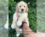 Puppy Puppy 5 Goldendoodle