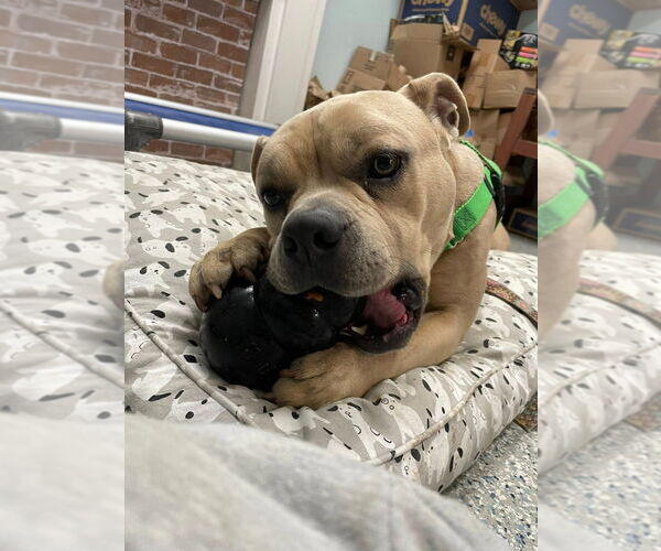 Medium Photo #14 American Staffordshire Terrier Puppy For Sale in Sayreville, NJ, NJ, USA