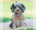 Puppy Fancy Cavapoo (Miniature)