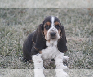 Medium Basset Hound