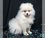 Small #8 Pomeranian