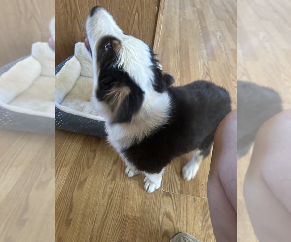 Medium Photo #4 Australian Shepherd Puppy For Sale in COTOPAXI, CO, USA