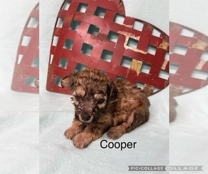 Poodle (Toy) Puppy for sale in MYRTLE, MO, USA