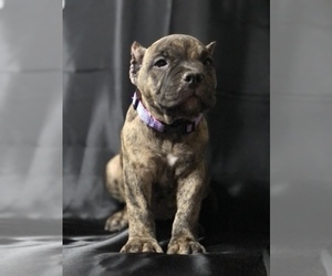 American Bully Puppy for sale in CUMBERLAND, IN, USA