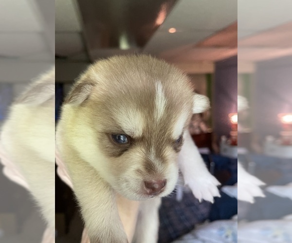 Medium Photo #5 Pomsky Puppy For Sale in NORWICH, NY, USA