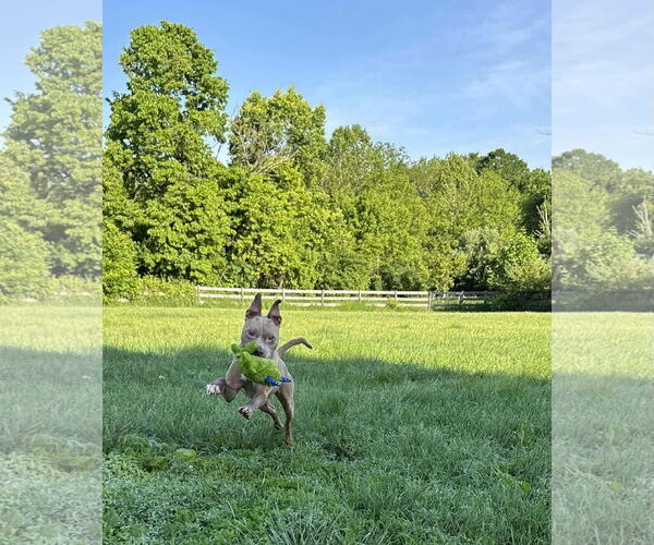Medium Photo #7 American Pit Bull Terrier-Unknown Mix Puppy For Sale in Germantown, OH, USA