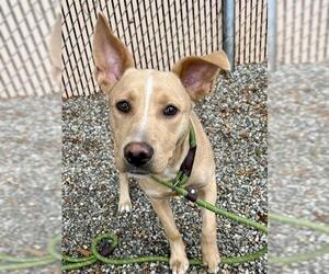 Labrador Retriever-Unknown Mix Dogs for adoption in Palmetto, FL, USA