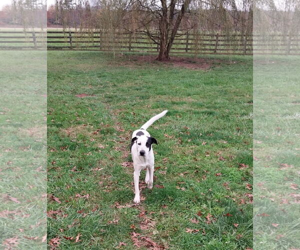 Medium Photo #2 Mutt Puppy For Sale in Garden City, NY, USA