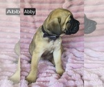 Small #8 Cane Corso