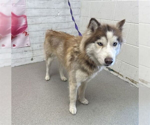 Medium Photo #1 Siberian Husky Puppy For Sale in San Bernardino, CA, USA