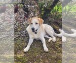 Small #7 Great Pyrenees Mix
