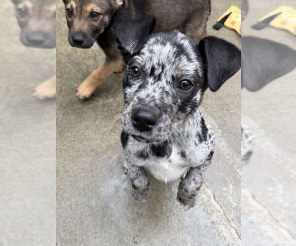 Medium Photo #1 Catahoula Leopard Dog-Unknown Mix Puppy For Sale in Elmsford, NY, USA