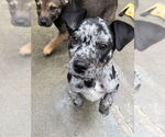 Small Catahoula Leopard Dog Mix