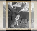 Small #4 Mutt